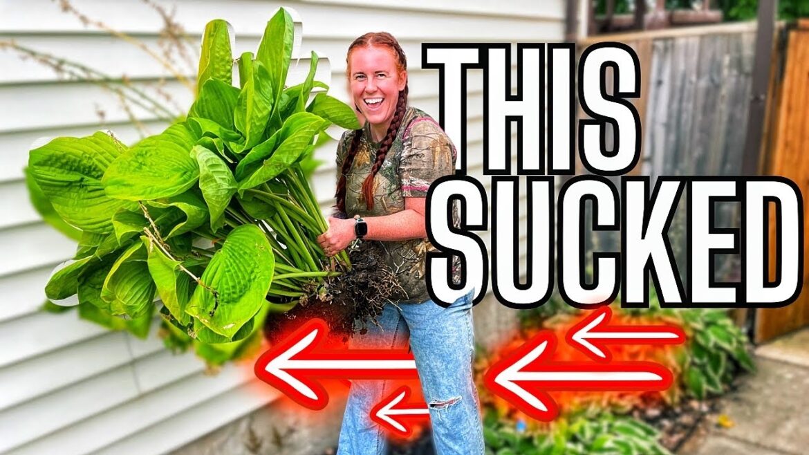 The Secret To Moving XL Perennial Plants!