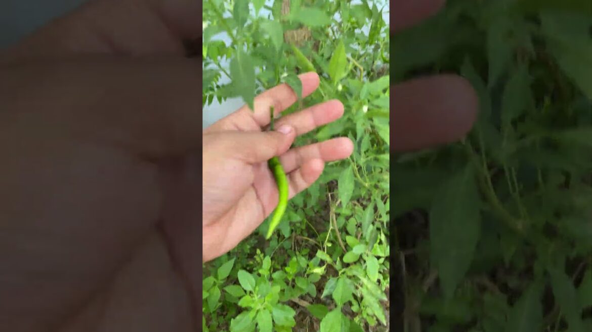 Daily life gardener by meimei / tips for growing/ enjoy with organic vegetable #shorts #gardening Daily life gardener by meimei / tips for growing/ enjoy with organic vegetable #shorts #gardening