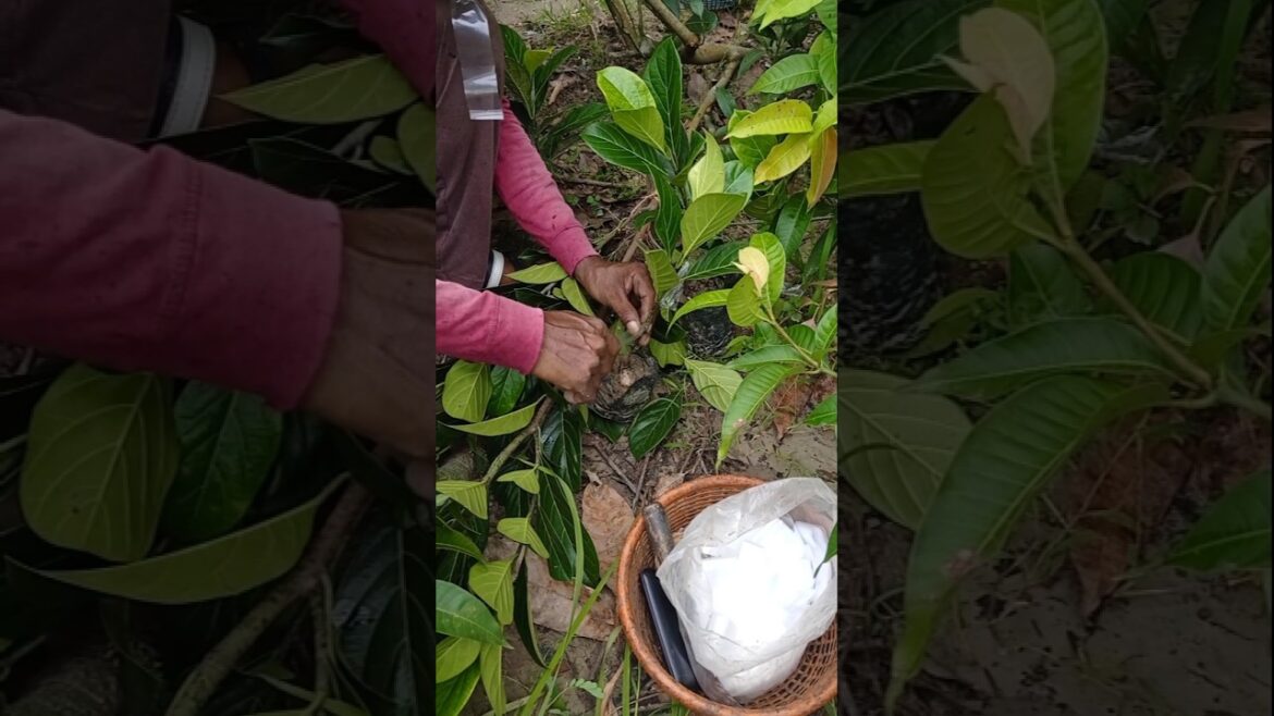 Grow Jackfruit the Easy Way: Air Layering Tutorial #shorts