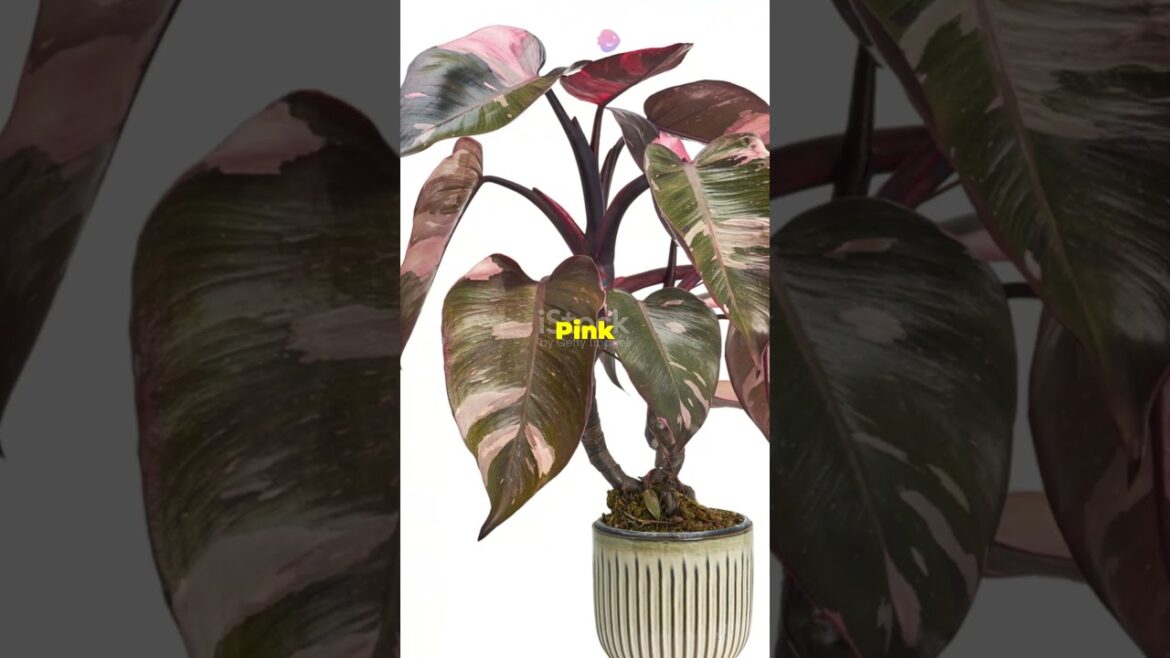 🌿 "Top 8 Trending Plants of 2024 You NEED to Have! 🪴 | Must-Have Plants for Your Home 🏡" 🌿 #facts