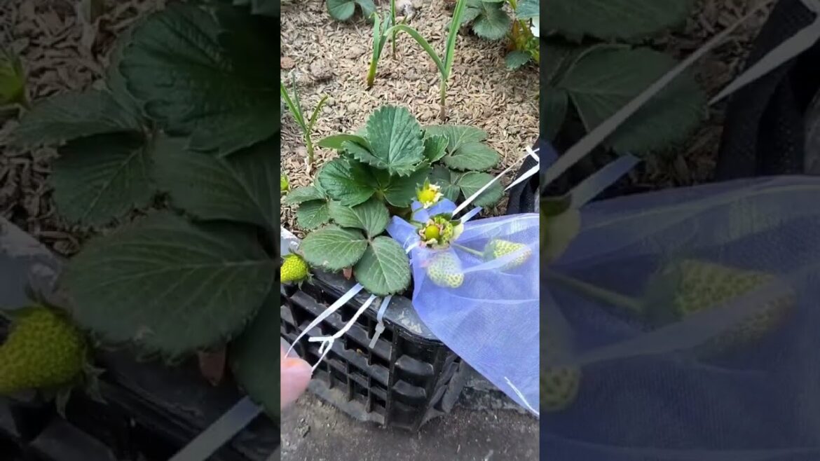 strawberry plants at home!πππIn this video, we share tips and ideas #Shorts #NatureAthome strawberry plants** at home!πππIn this video, we share tips and ideas #Shorts #NatureAthome