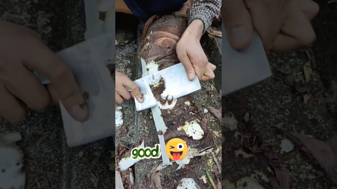 Kochu abong taro 🤤😜 #short #shorts #shortfeed #vegetable #organic