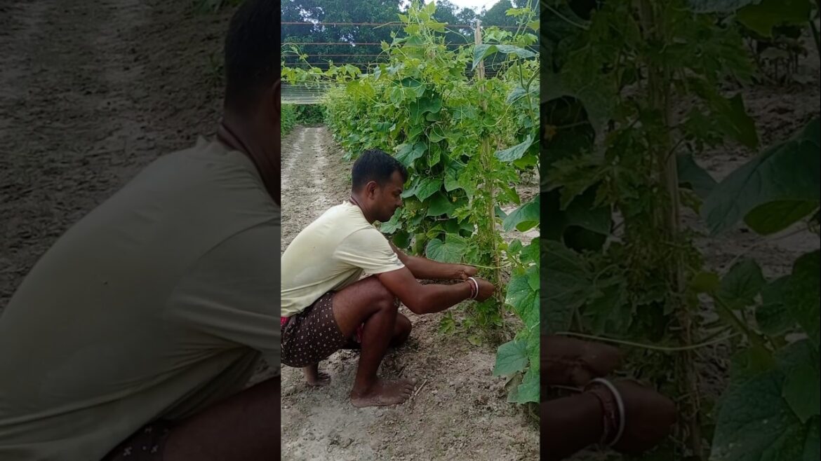 Efficient Gardening: Bitter Gourd and Cucumber in One Place #shorts Efficient Gardening: Bitter Gourd and Cucumber in One Place #shorts
