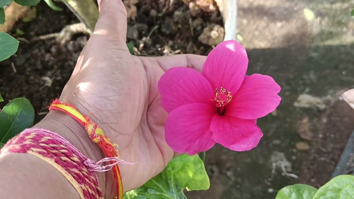 Beautiful Flowers 🌼 And Plans 😍 #shorts #flowergarden #flowerplants #yt #shortvideo #anupamajourney2