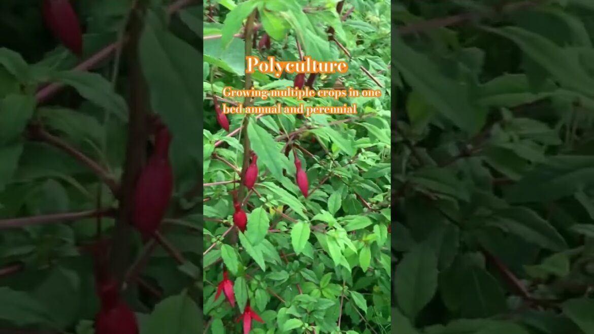 “You can grow trees!”Food Polyculture Bed. #garden #foodforest #trees #forestgarden