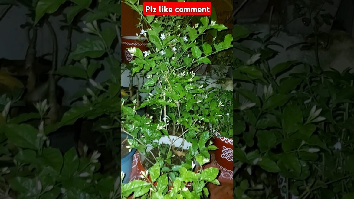 how to grow jasmine plants#viralvideo #flowers #gardening #gardentips#plants #shortsvideo