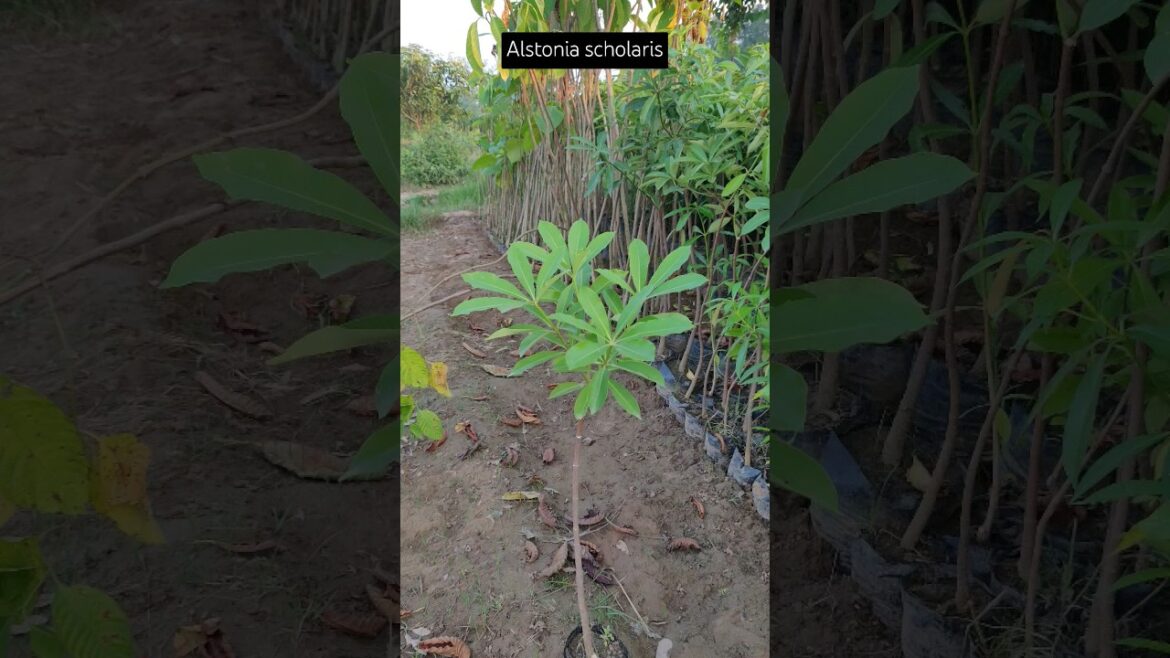 Alstonia scholaris🔥 (एल्स्टोनिया विद्वान) //#plants #shorts #gardening #nurserybusiness #shortsfeed Alstonia scholaris🔥 (एल्स्टोनिया विद्वान) //#plants #shorts #gardening #nurserybusiness #shortsfeed