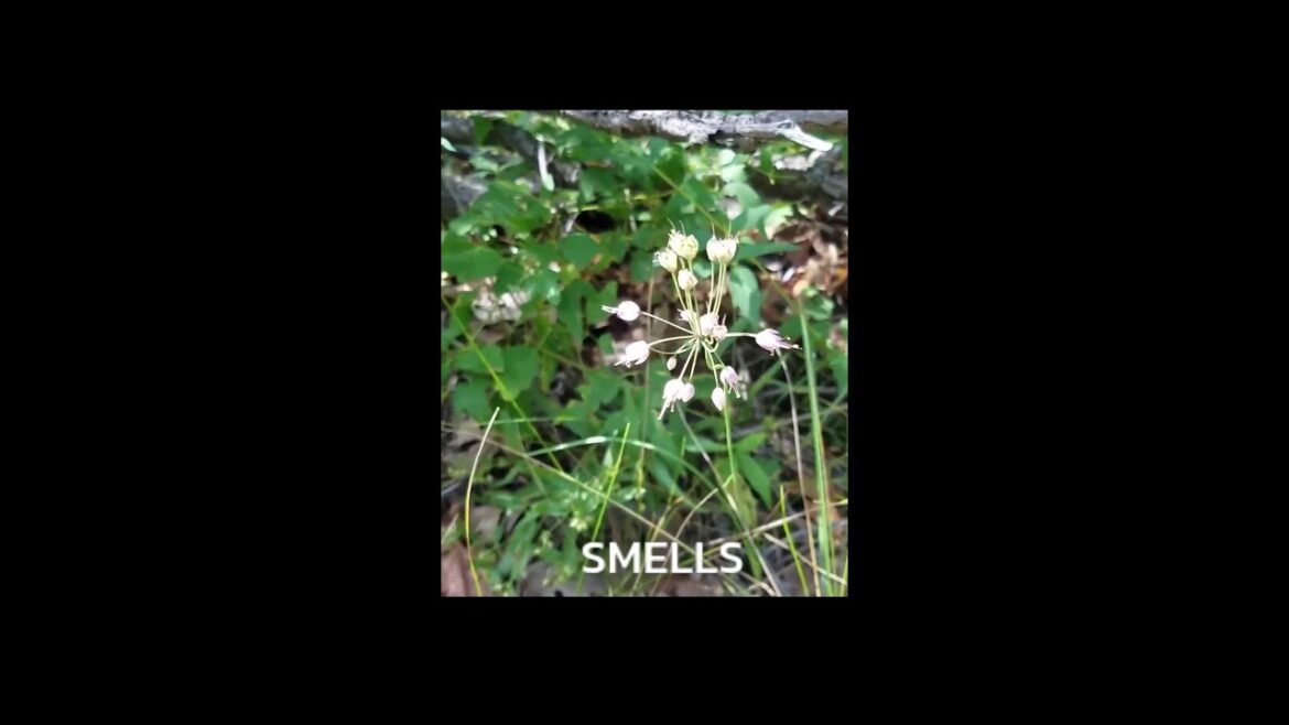 Survival Secrets: Foraging for wild edibles