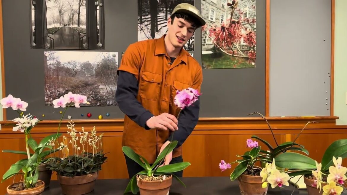 Gardener’s Almanac: Caring for Flowering Orchid Gardener's Almanac: Caring for Flowering Orchid