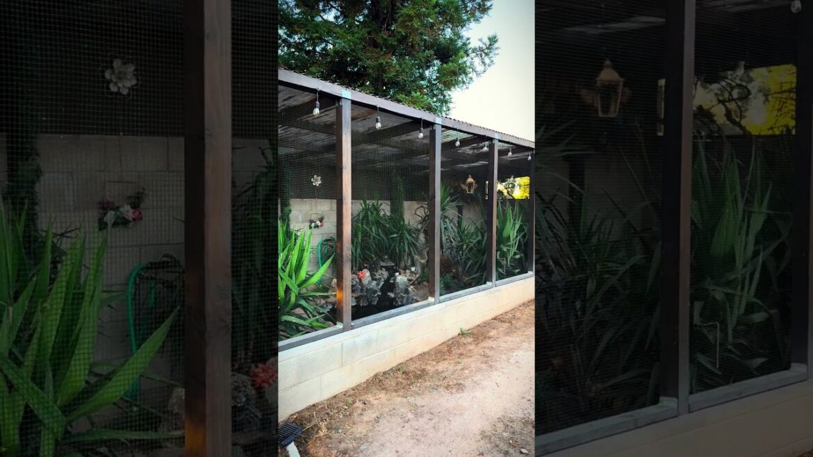 Aviary | Bird Aviary | Aviary Birds | Outdoor Aviary | Finch Aviary | Canary Aviary | #aviary #birds