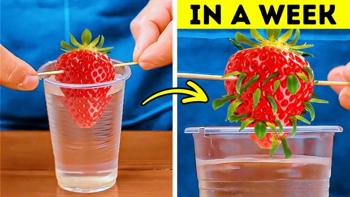 Transform Your Garden: Simple Gardening Hacks for Every Plant Lover 🍓 Transform Your Garden: Simple Gardening Hacks for Every Plant Lover 🍓