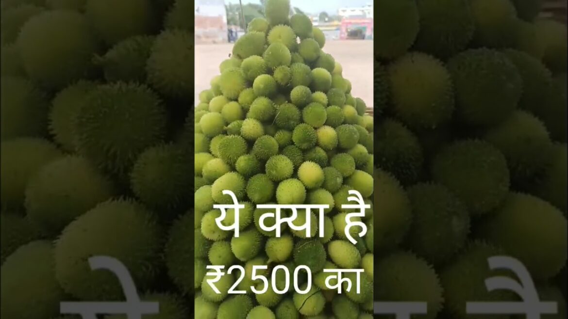 vegetable gardening सब्जी बागवानी