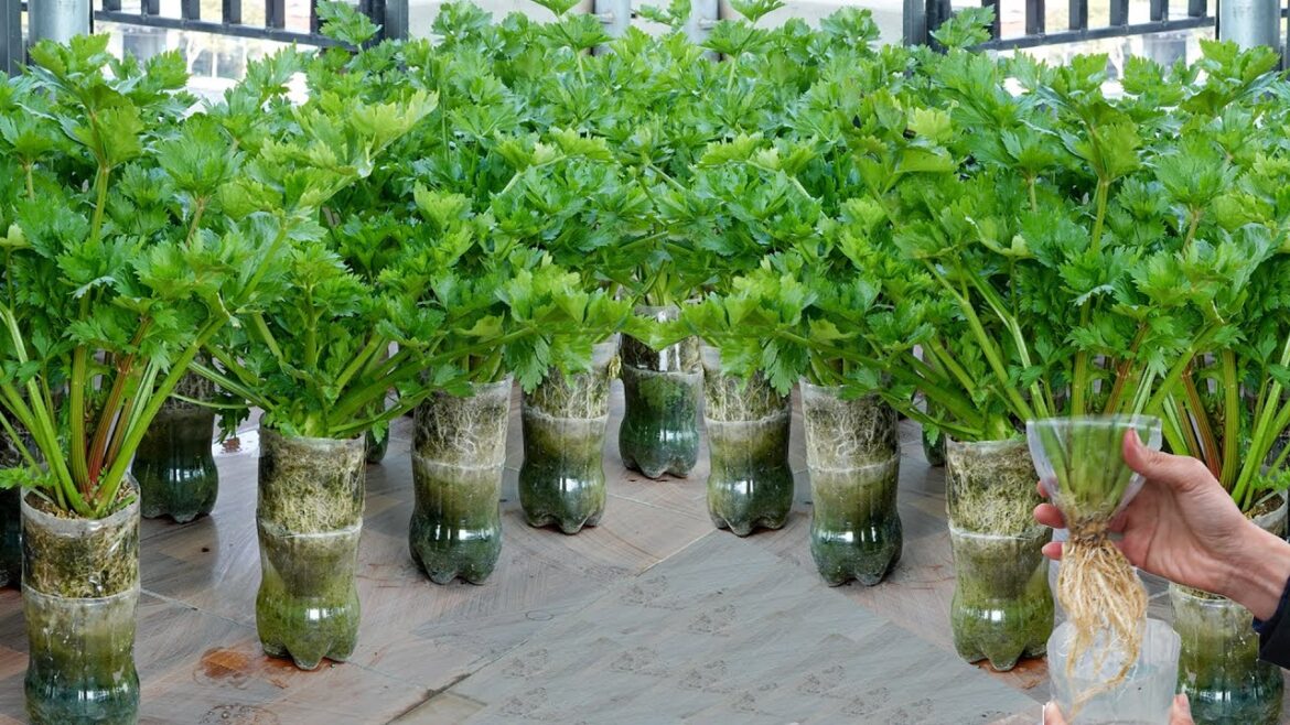 Tips For Growing Celery For Busy People: No Garden, No Watering, Save Costs!