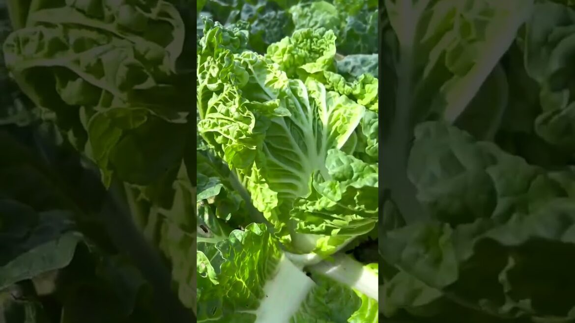 3416 🍇🍂🥥🍇🍒 #RuralRetreat #rurallife #naturephotography #CountryLiving #NaturalBeauty