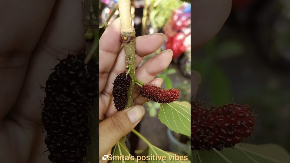 #amazing #fruit #garden #short #shortvideo #mulberrytree #smita