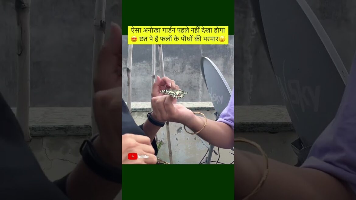 ऐसा अनोखा गार्डन पहले नहीं देखा होगा😍 छत पे है फलों के पौधों की भरमार😮 Fruit Plants Gardening Tips ऐसा अनोखा गार्डन पहले नहीं देखा होगा😍 छत पे है फलों के पौधों की भरमार😮 Fruit Plants Gardening Tips