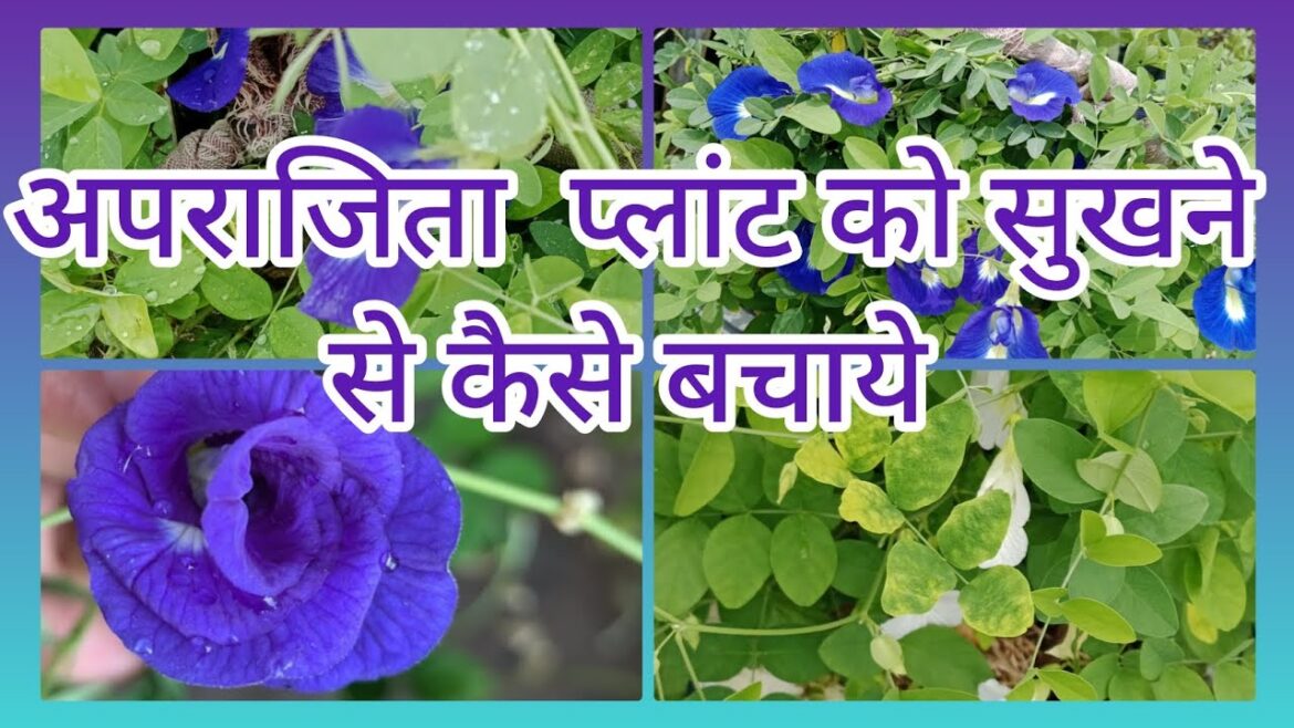 अपराजिता प्लांट को सुखने से कैसे बचाये 🌿 how to plant care #gardeningtips#aprajitaplant #houseplant