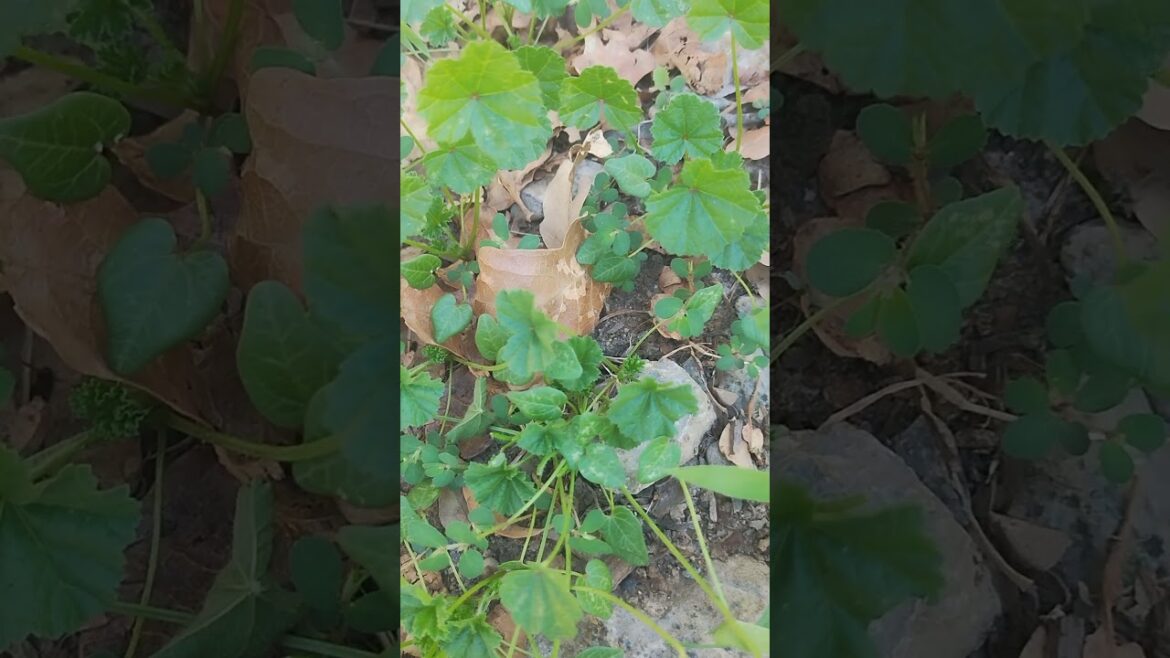 August 27, 2024 Common Mallow growing