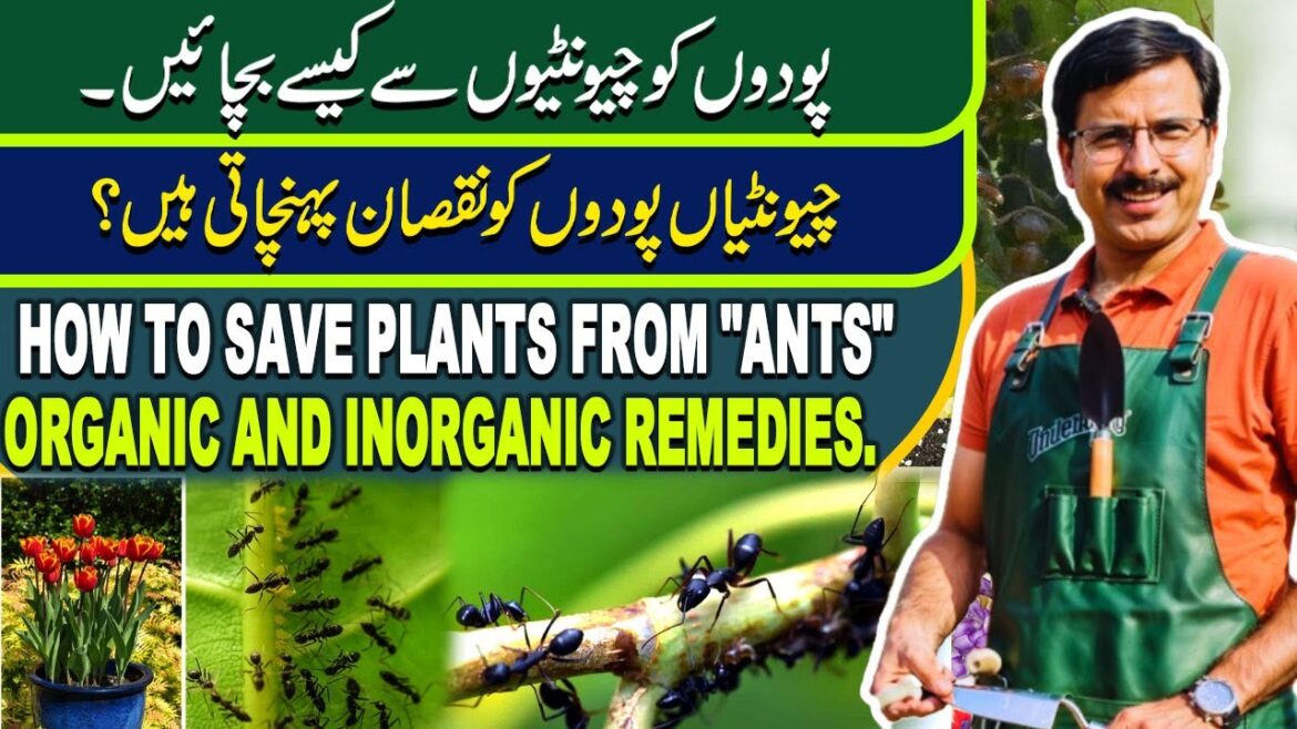 How to save plants from "Ants" . Organic and Inorganic remedies. | Gardening With Javed Iqbal