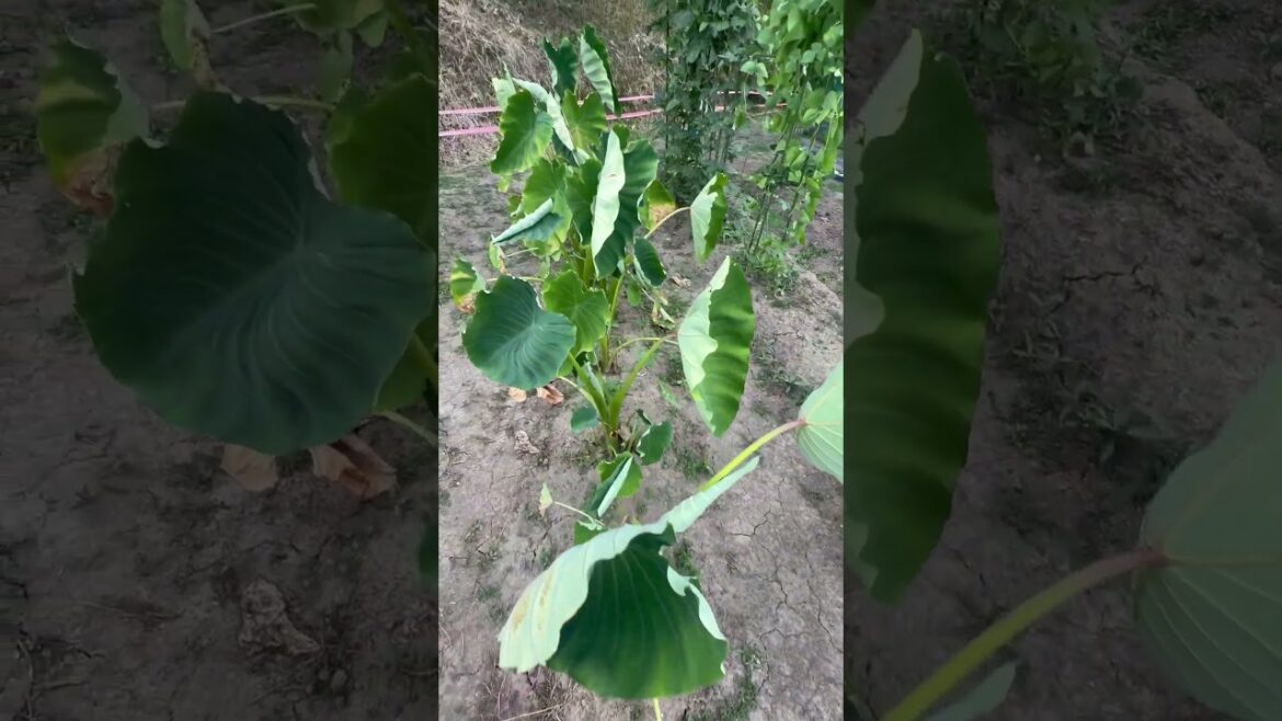 Taro vegetable in my garden #tarotreading #vegetables #garden #vegetablegardening #farming #vlog