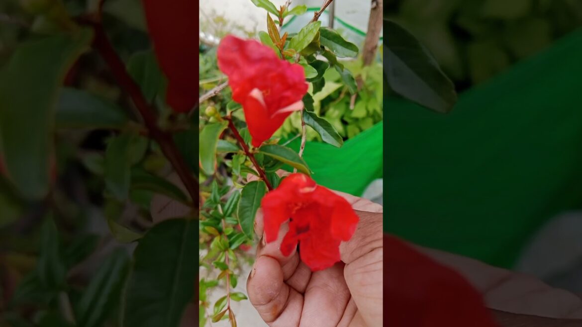 Fruit plant ke flowers को गिरने से कैसे बचाये #fruitflowers#shorts#gardening#yt