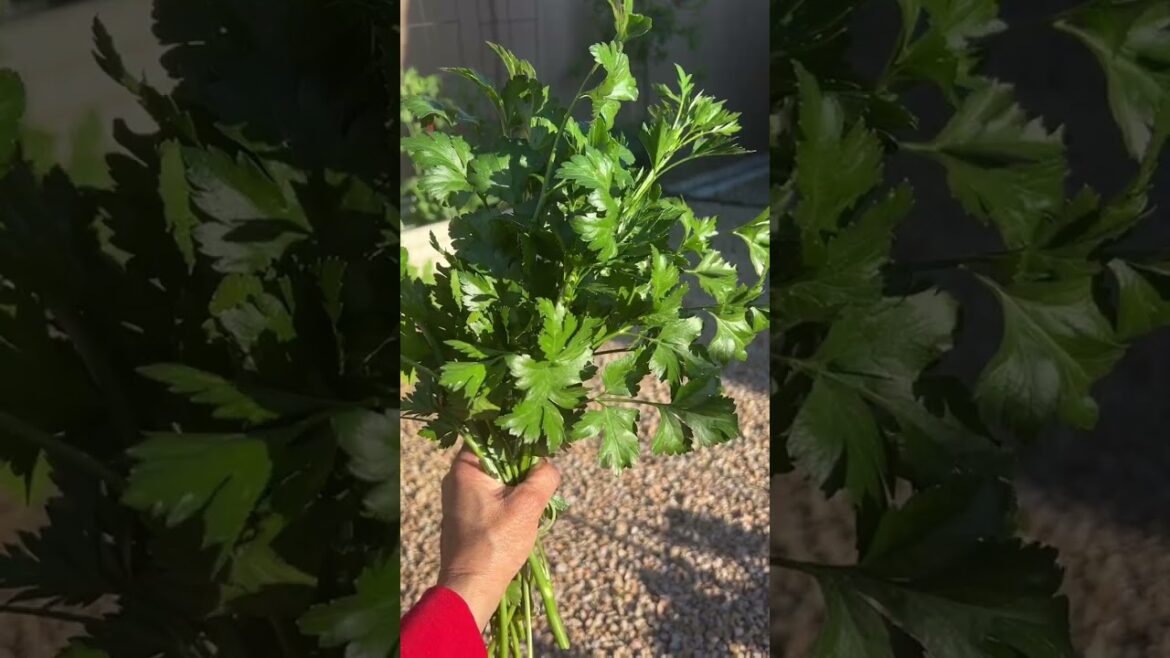 Container Garden – Parsley and Cucumbers Container Garden - Parsley and Cucumbers