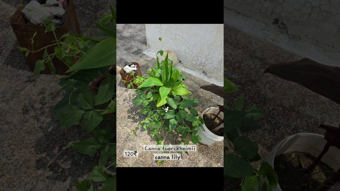 canna plants collection 🌿🌿🌿.