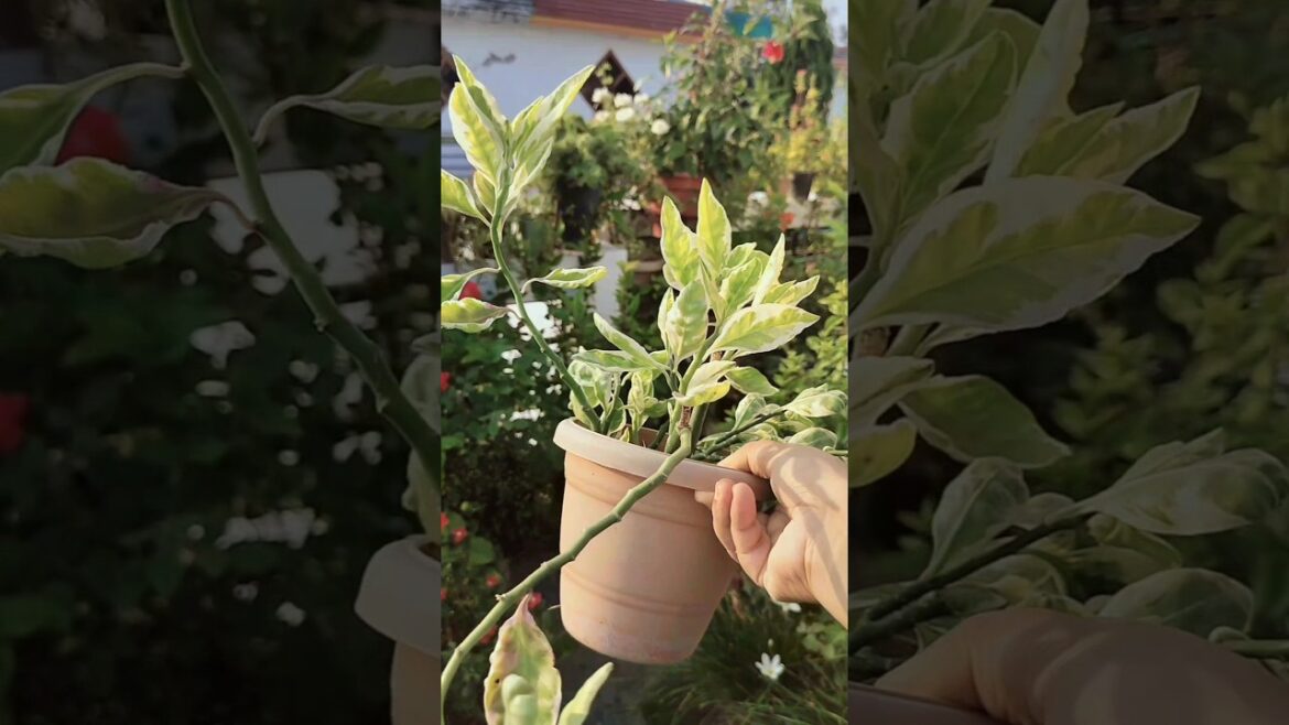 The Devil Plant: Nature’s Most beautiful creation #plants #garden The Devil Plant: Nature's Most beautiful creation #plants #garden