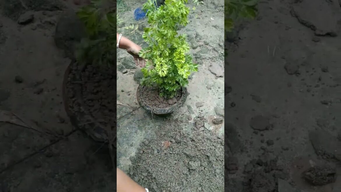 Polyscias fruticosa/Ming aralia #repotting #plants #garden #trending #shorts #viralvideo#minivlog#sr Polyscias fruticosa/Ming aralia #repotting #plants #garden #trending #shorts #viralvideo#minivlog#sr