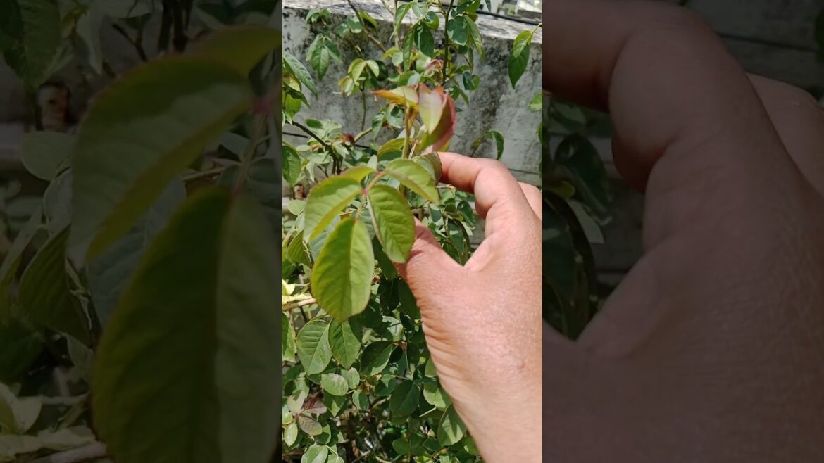 गुलाब के पौधे मे ज्यादा कलिया कब आती है#roseplant#gardening #shortsfeed #plants गुलाब के पौधे मे ज्यादा कलिया कब आती है#roseplant#gardening #shortsfeed #plants