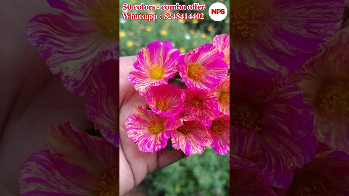 Purslane 50 colors – #Portulaca – Table Rose – #Pathumani Sales – Online Sale WhatsApp : 8248414402 Purslane 50 colors - #Portulaca - Table Rose - #Pathumani Sales - Online Sale WhatsApp : 8248414402