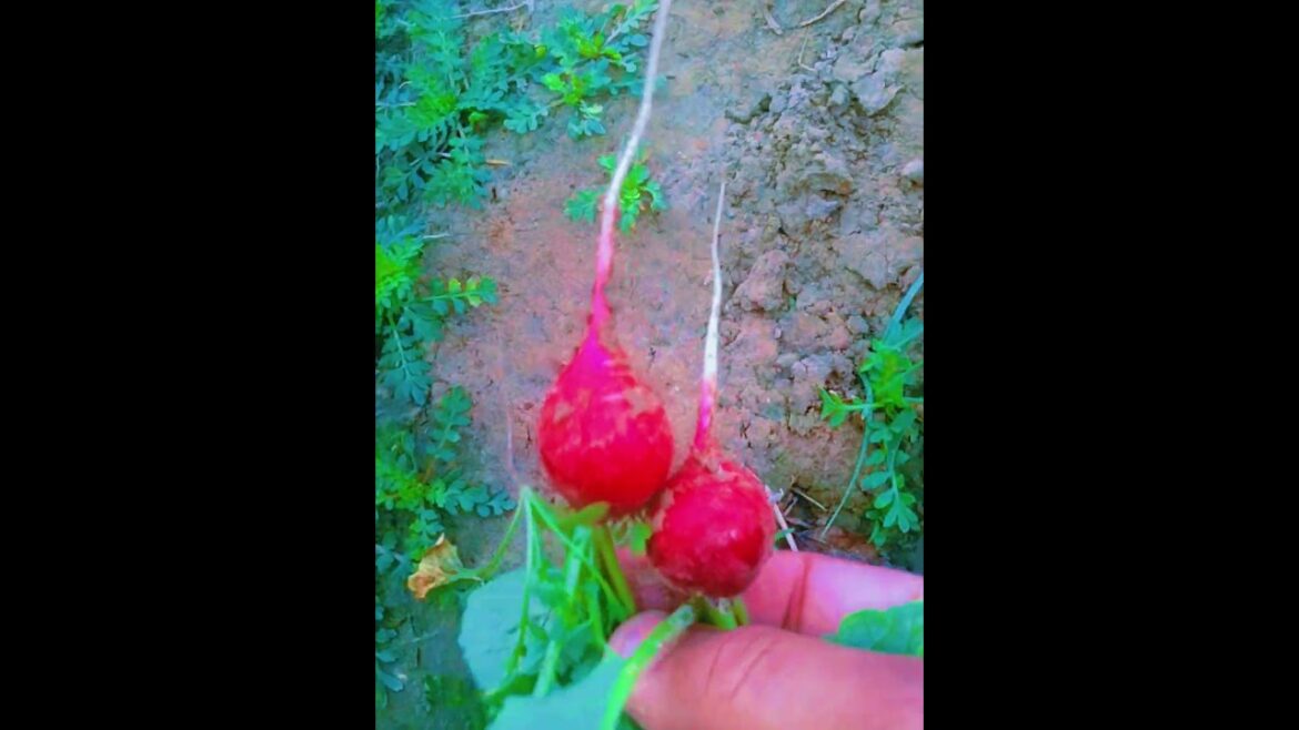 Salad Gardening |Grow Your Own Fresh and Delicious Salads |home gardening @AmirRajpoot-At1122