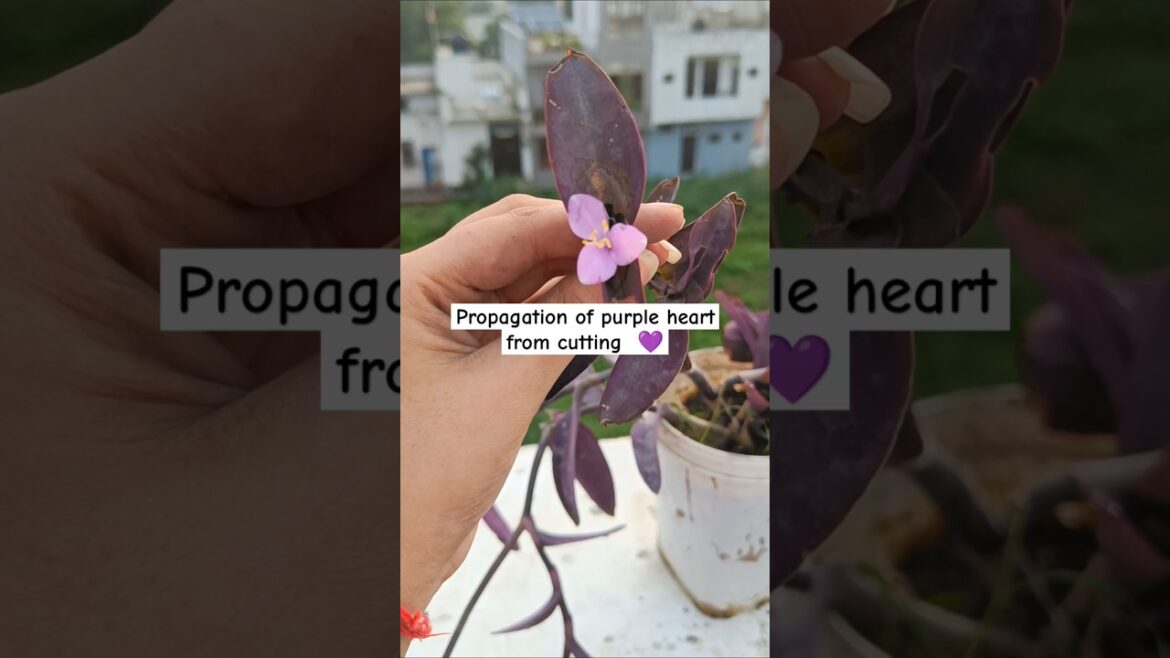 Purple heart #youtubeshorts #plants  #Shorts#ytshorts#viralshorts21K#trendingshorts #youtubeshorts