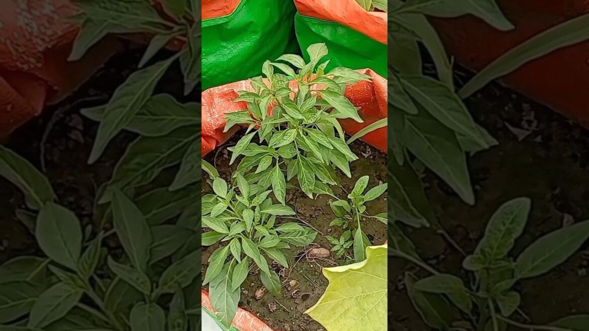 What can grow now #vegetable garden #gardeningtips #garden