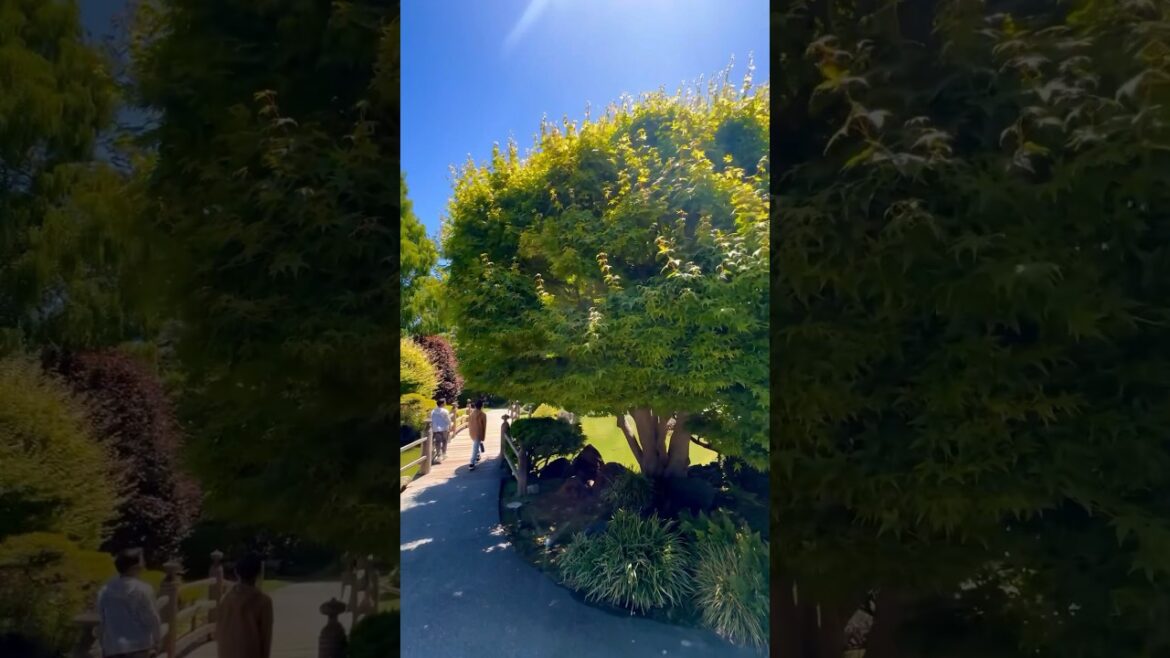 Japanese Tea Garden, San Mateo, CA Japanese Tea Garden, San Mateo, CA