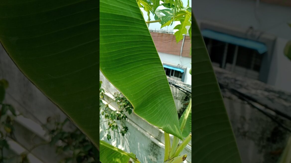 केले का पेड उगाने का सही तरीका#shorts#gardening#shortsfeed#banana