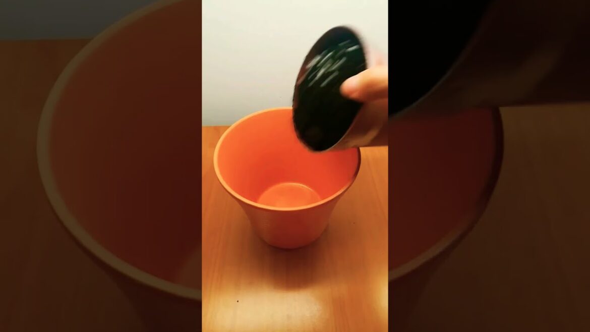 Plant with more oxygen #plants #oxygen #gardening #gardening #oxygenplant #indoorplants #garden