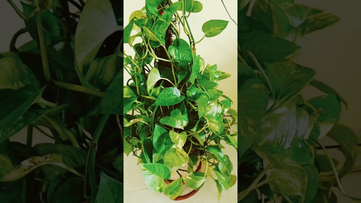 Money plant: Keep it Healthy and Happy #gardening #pothosplant #shorts#viralvideo 🌿 Money plant: Keep it Healthy and Happy #gardening #pothosplant #shorts#viralvideo 🌿
