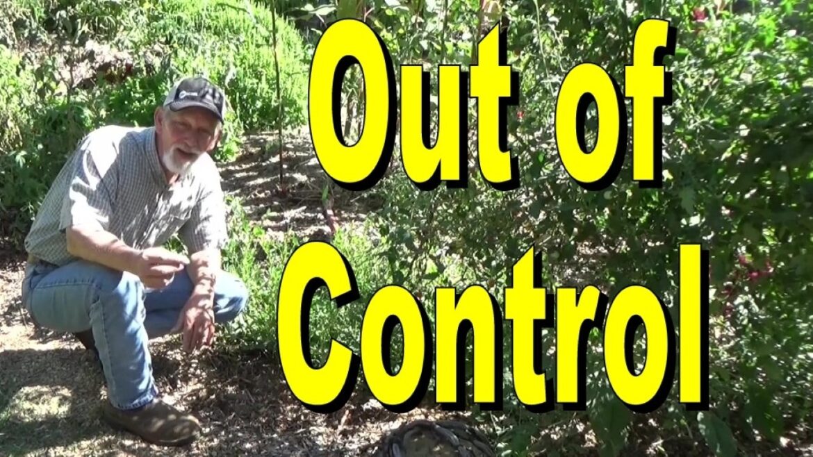 What Can You Control In Your Garden What Can You Control In Your Garden