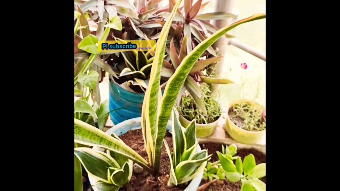 नए पौधे लगाने के लिए मिट्टी कैसे तैयार करें #howto #make #soil #for #sowing #new #plants 🍀🍀 नए पौधे लगाने के लिए मिट्टी कैसे तैयार करें #howto #make #soil #for #sowing #new #plants 🍀🍀