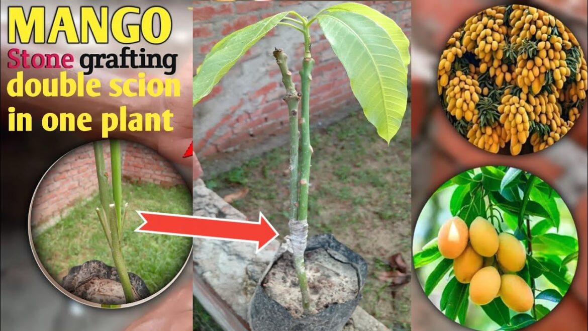 Double scion grafting in one mango plant  !! Mango stone grafting techniques #grafting #gardening Double scion grafting in one mango plant  !! Mango stone grafting techniques #grafting #gardening