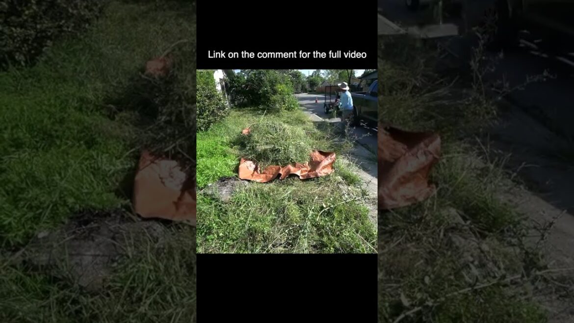 The MOST OVERGROWN YARD I'VE EVER CLEANED #shorts