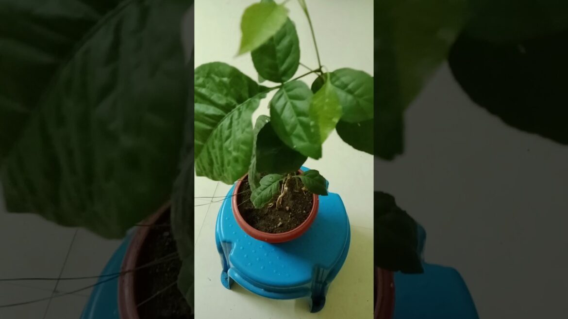 गमले से कैसे ढेर सारा बेल पत्र आसानी से पाये#shorts#viralshort #gardening #belpatra गमले से कैसे ढेर सारा बेल पत्र आसानी से पाये#shorts#viralshort #gardening #belpatra