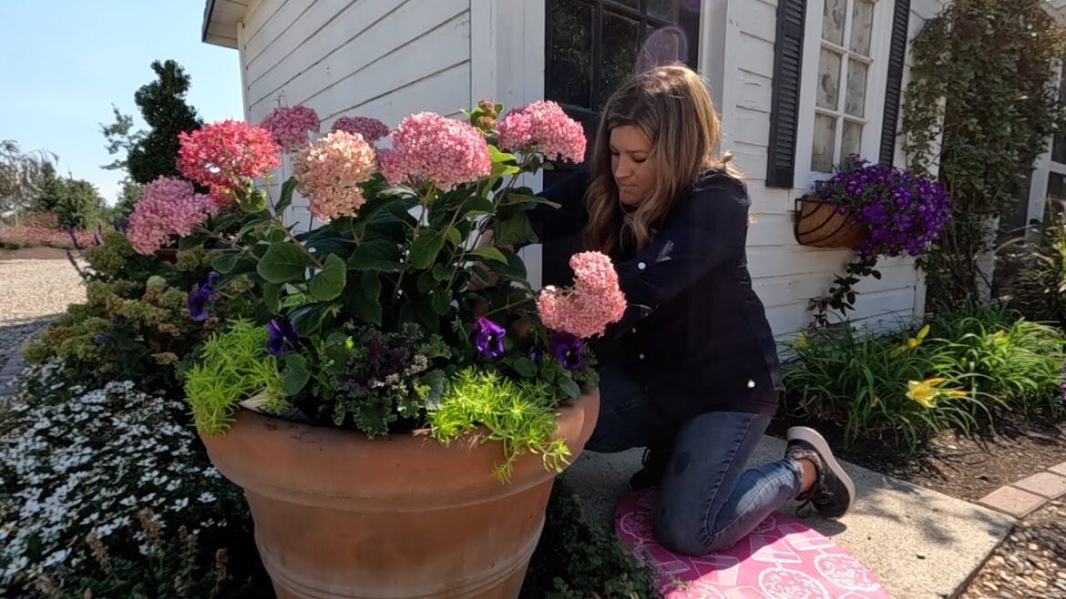 A Little Chicken Coop Flower Bed Revamp & Harvesting Red Pontiac Potatoes! 🌿🙌🥔 // Garden Answer