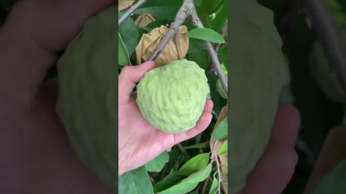 #fruitcarving #shortsvideo#fruit #vegetablecurving #custardapple##freshcustard #fruitcarving #shortsvideo#fruit #vegetablecurving #custardapple##freshcustard