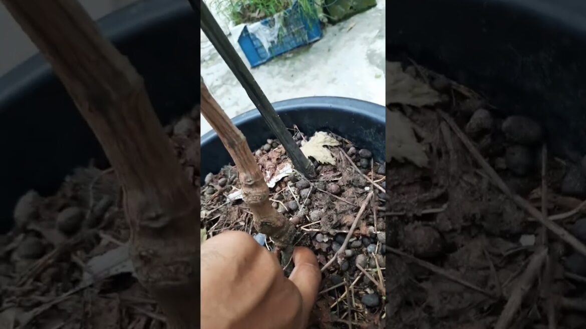 dixon grapes | ডিক্সন আঙ্গুর #shortsvideo #fruit #garden #gardening #gardener #farming