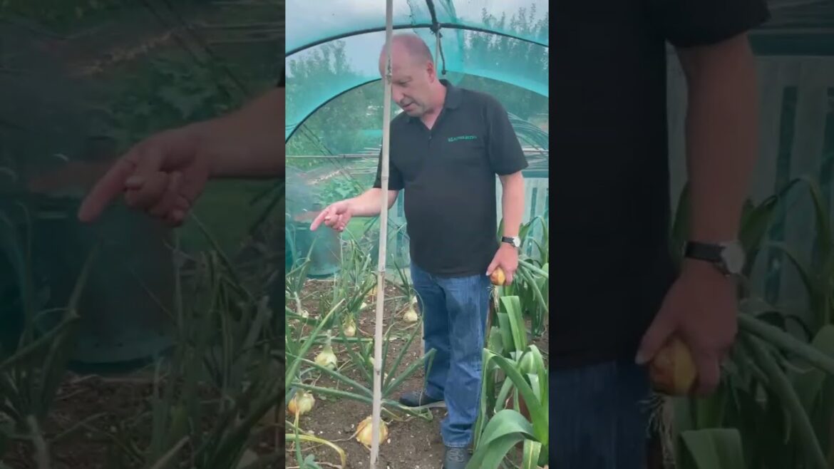 @kingsseedsuk’s Andrew Tokely shows off his Globo #onions #gardeningtips #vegetables @kingsseedsuk's Andrew Tokely shows off his Globo #onions #gardeningtips #vegetables