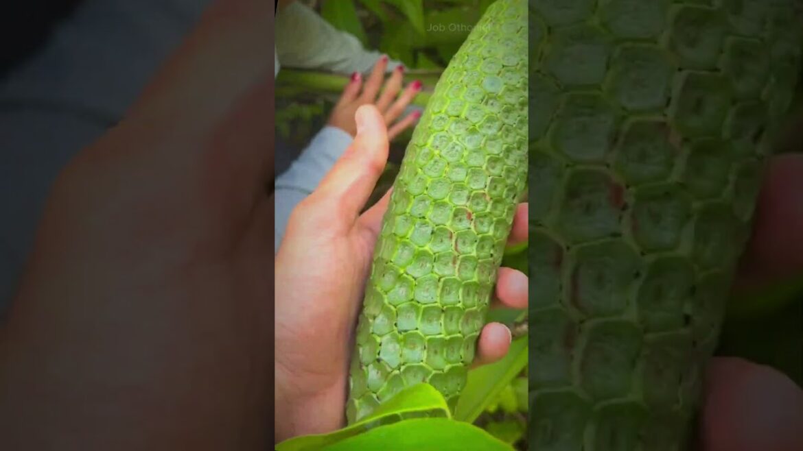 Descubre Cómo se enuentra  la Deliciosa Fruta Monstera: ¡Sorprendente!