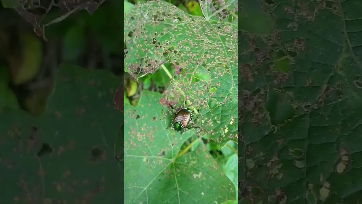 Japanese BEETLE Damage to Grape Vines Can Be Extensive! Homesteading 101 #garden #farming Japanese BEETLE Damage to Grape Vines Can Be Extensive! Homesteading 101 #garden #farming