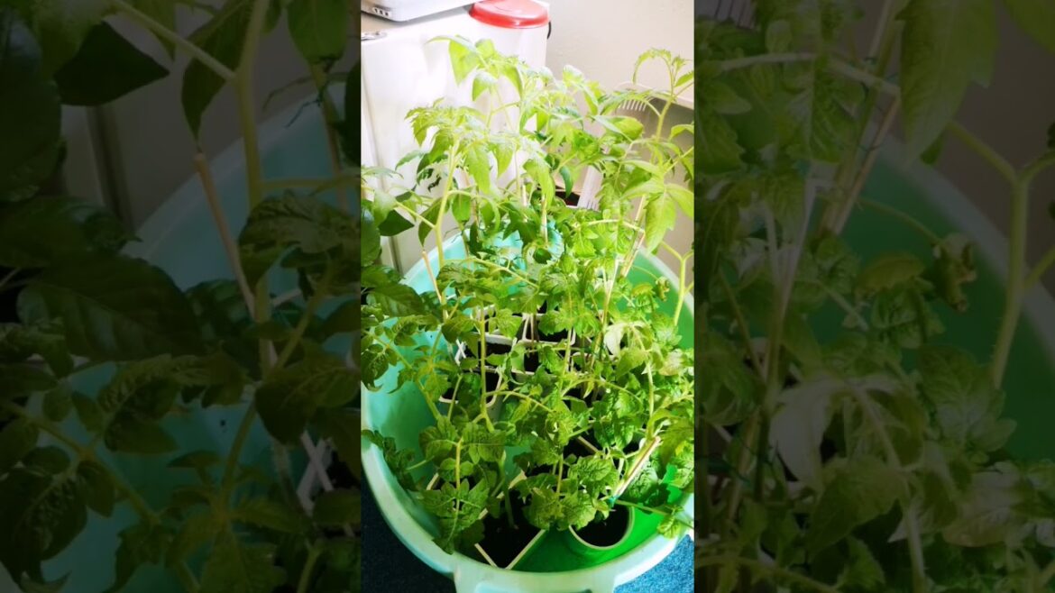 Preparing for the outdoor gardening season 2024 #gardening #homegarden